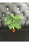 Canlı Deve Tabanı ( Monstera Monkey )