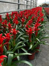 Canlı Guzmania Bitkisi - Turuncu Kılıç Çiçeği Plastik Saksıda Egzotik İç Mekan Bitkisi