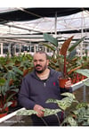 Canlı Philodendron Imperial Red – Bordo Yapraklı Dekoratif Salon Bitkisi Orta Boy