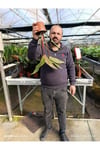 Canlı Philodendron Imperial Red – Bordo Yapraklı Dekoratif Salon Bitkisi Orta Boy