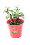Carbon Temizleyici Bonsai, Portulacaria Afra- Minik Yeşil Yapraklı-bonsai-yeşim Ağacı-5,5 Cm Saksı