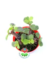 Carbon Temizleyici Bonsai, Portulacaria Afra- Minik Yeşil Yapraklı-bonsai-yeşim Ağacı-5,5 Cm Saksı