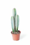Cereus Forbesii - Özel Tür Kaktüs Sukulent - Ev Ofis Salon Iç Mekan Bitkisi