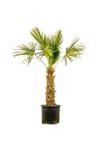 Chamaerops Excelsa (TRACHYCARPUS FORTUNEİ) 160cm