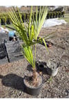 Chamaerops Excelsa Tüylü Palmiye 125 150 cm