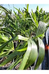 Chamaerops Excelsa Tüylü Palmiye 60 80 cm