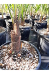 Chamaerops Excelsa Tüylü Palmiye 60 80 cm