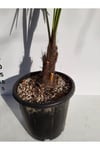 Chamaerops Excelsa Tüylü Palmiye 80 100 cm