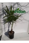 Chamaerops Excelsa Tüylü Palmiye 80 100 cm