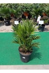Chamaerops Humilis - Bodur Palmiye