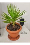 Chamaerops Humilis (bodur Palmiye) 40-50 Cm