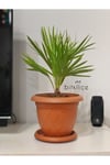 Chamaerops Humilis (bodur Palmiye) 40-50 Cm