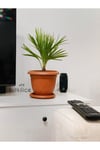 Chamaerops Humilis (bodur Palmiye) 40-50 Cm