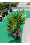 Chamaerops Humilis - Bodur Palmiye