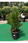 Chamaerops Humilis - Bodur Palmiye