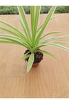 Chlorophtyum Comosun Variegata ( Kurdele Çiçeği Dışı Beyaz Içi Yeşil ) ( 5,5 Cm )