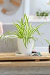 Chlorophytum Comosum - Askılı Kurdele Çiçeği Canlı Salon Bitkisi 25 - 45 cm