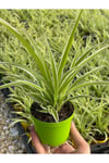 Chlorophytum Comosum Kurdele Çiçeği