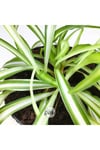 Chlorophytum Comosum Saksılı Kurdele Çiçeği - Spider Plant