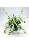 Chlorophytum Comosum Saksılı Kurdele Çiçeği - Spider Plant