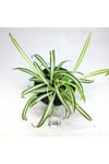 Chlorophytum Comosum Saksılı Kurdele Çiçeği - Spider Plant