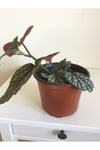Çilli Begonya (BEGONİA MACULATA)