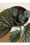 Çilli Begonya (BEGONİA MACULATA)