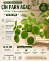 Çin Para Ağacı Pilea Peperomioides 10-20 Cm