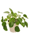 Çin Para Ağacı Pilea Peperomioides 10-20 Cm