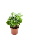 Coffea Arabica | Kahve Çiçegi (ıthal) 6cm Ø H:25