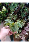 Çok Köklü Nadir Begonia Maculata Çilli Begonya - Özel Puantiyeli Yapraklar - İthal Form Canlı Çiçek