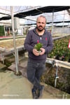 Çok Köklü Yılbaşı Çiçeği Canlı – Pembe Çiçekli Schlumbergera, Dekoratif Salon Saksı Bitkisi