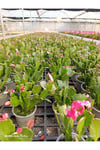 Çok Köklü Yılbaşı Çiçeği Canlı – Pembe Çiçekli Schlumbergera, Dekoratif Salon Saksı Bitkisi