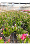 Çok Köklü Yılbaşı Çiçeği Canlı – Pembe Çiçekli Schlumbergera, Dekoratif Salon Saksı Bitkisi
