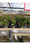 Çok Köklü Yılbaşı Çiçeği Canlı – Pembe Çiçekli Schlumbergera, Dekoratif Salon Saksı Bitkisi
