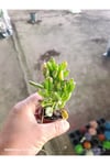 Crassula Gollum Shrek Kulaklı Para Çiçeği Sukulent