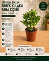 Crassula Gollum Shrek Kulaklı Para Çiçeği Sukulent