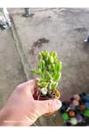 Crassula Gollum Shrek Kulaklı Para Çiçeği Sukulent
