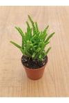 Crassula Muscosa ( Prenses Çamı ) (5,5 Cm )