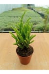 Crassula Muscosa ( Prenses Çamı ) (5,5 Cm )