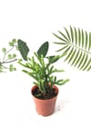 Crassula Muscosa Watch Prenses Çamı Sukulent Bitkisi 5.5cm Saksı