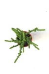 Crassula Muscosa Watch Prenses Çamı Sukulent Bitkisi 5.5cm Saksı
