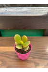 Crassula Ovata