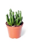 Crassula Ovata Gollum - Shrek Kulağı Kaktüs Sukulent - Ev Ofis Salon Iç Mekan Bitkisi