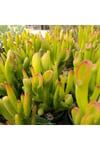 Crassula Ovata Gollum - Shrek Kulağı, Şirek Kulağı Sukulent