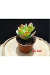 Crassula Ovata Mir - Feng Shui - Şans Ağacı & Toptan Sukulent 300 Adet