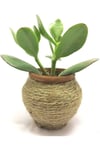 Crassula Ovata Mir - Feng Shui - Şans Ağacı & Toptan Sukulent 300 Adet