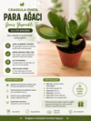 Crassula Ovata Para Ağacı Geniş Yapraklı Tür 5,5 cm Saksıda