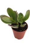 Crassula Ovata Para Ağacı Geniş Yapraklı Tür 5,5 cm Saksıda