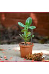 Crassula Ovata Para Çiçeği Şans Çiçeği